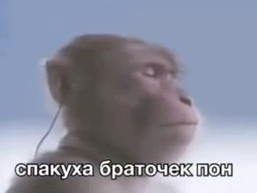 🐵 Стикер «Monkeys Memes» для Telegram