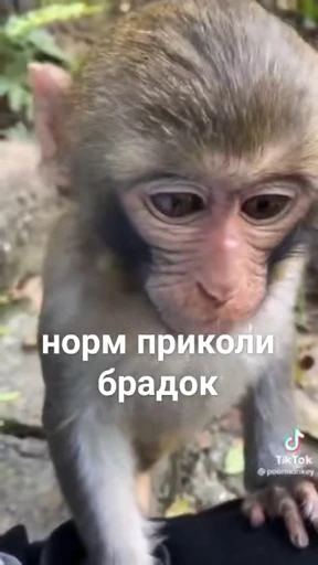 🐵 Стикер «Monkeys Memes» для Telegram