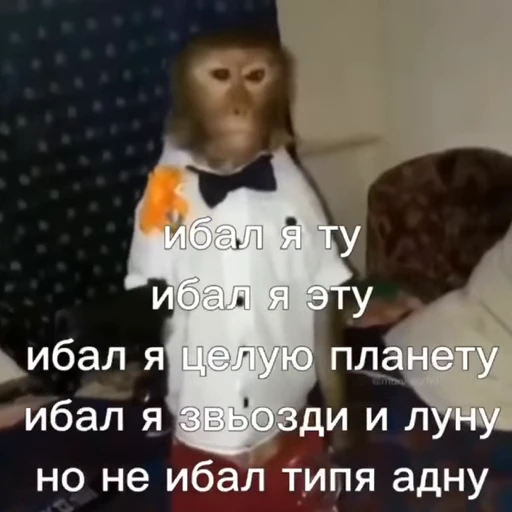 🐵 Стикер «Monkeys Memes» для Telegram