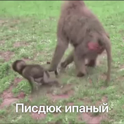 🐵 Стикер «Monkeys Memes» для Telegram
