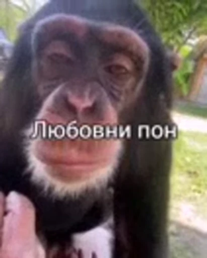 🐵 Стикер «Monkeys Memes» для Telegram