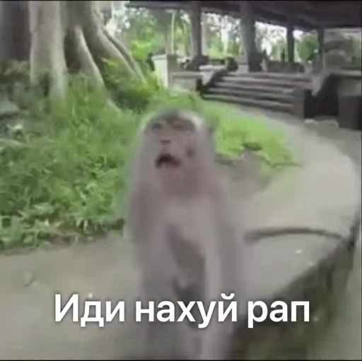 🐵 Стикер «Monkeys Memes» для Telegram