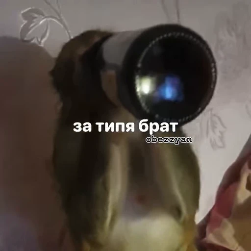 🐵 Стикер «Monkeys Memes» для Telegram