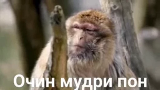 🐵 Стикер «Monkeys Memes» для Telegram