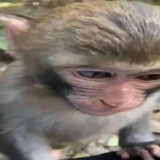 🐵 Стикер «Monkeys Memes» для Telegram