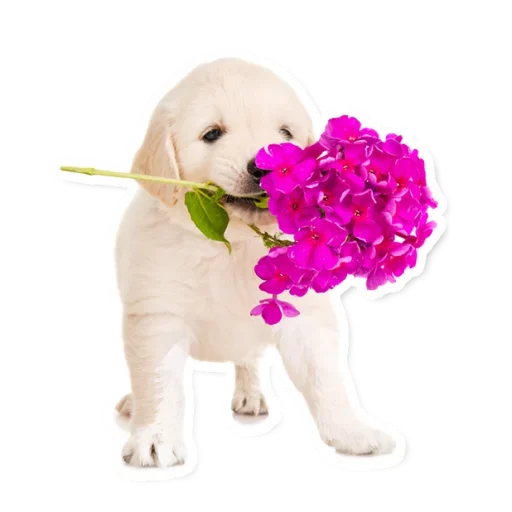 🌷 Стикер «Милые Питомцы» для Telegram