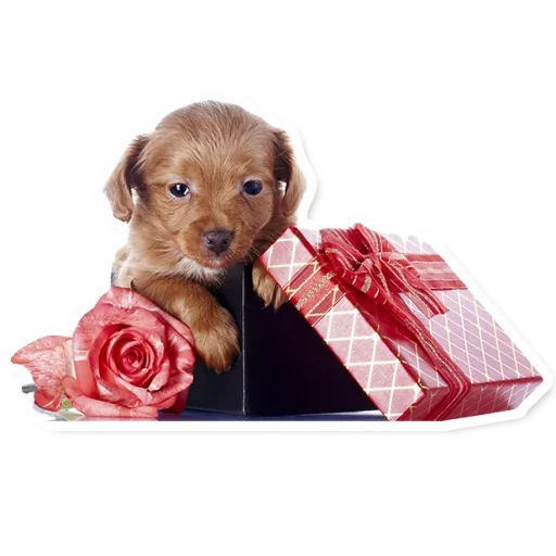 😘 Стикер «Милые Питомцы» для Telegram