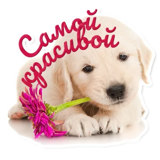💐 Стикер «Милые Питомцы» для Telegram