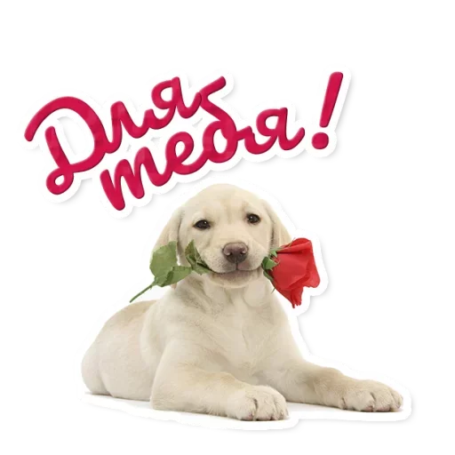 🌹 Стикер «Милые Питомцы» для Telegram