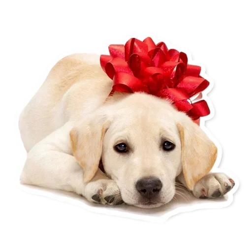 🎀 Стикер «Милые Питомцы» для Telegram
