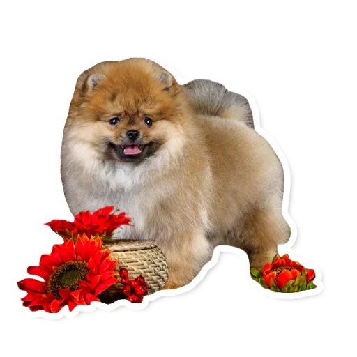 🌻 Стикер «Милые Питомцы» для Telegram