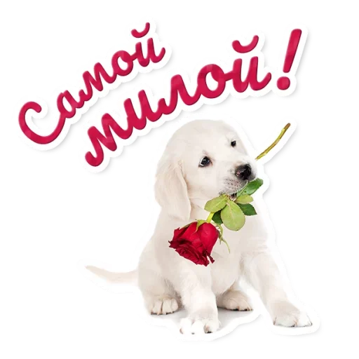 🌷 Стикер «Милые Питомцы» для Telegram