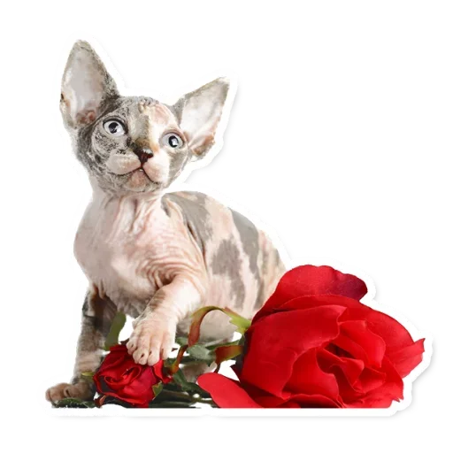 🌷 Стикер «Милые Питомцы» для Telegram
