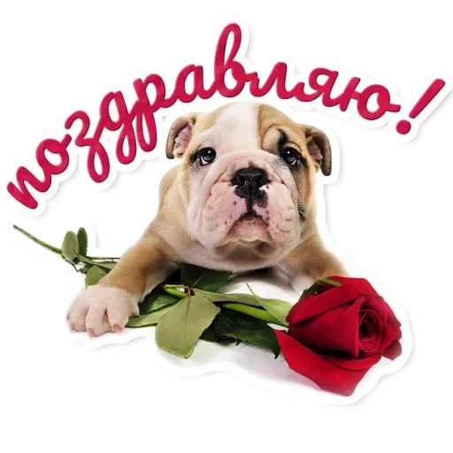 🌹 Стикер «Милые Питомцы» для Telegram