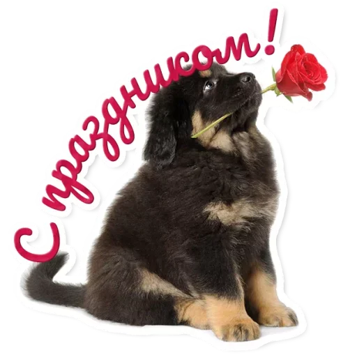🌺 Стикер «Милые Питомцы» для Telegram