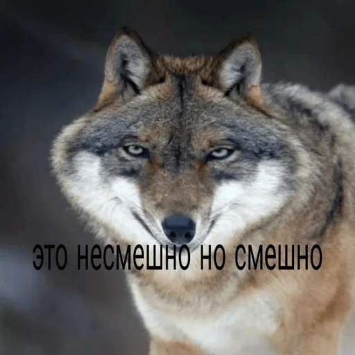 😉 Стикер «Cody Body» для Telegram
