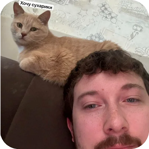 🐱 Стикер «ADHH» для Telegram