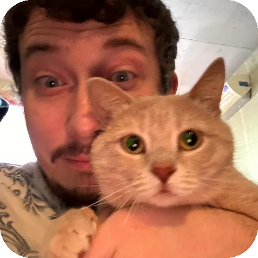 🐱 Стикер «ADHH» для Telegram