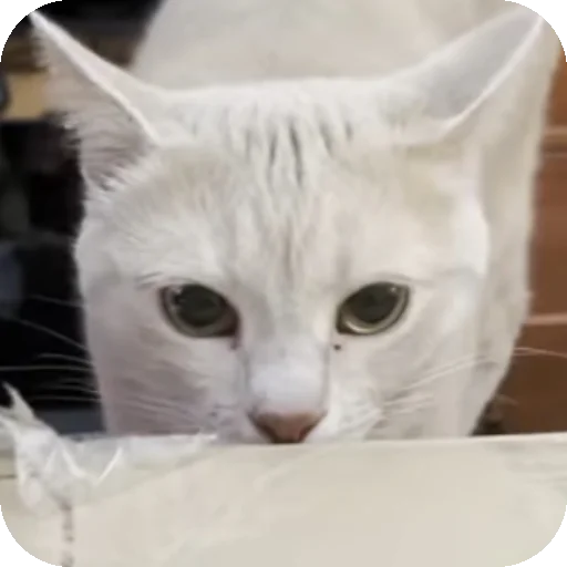 👃 Стикер «ADHH» для Telegram