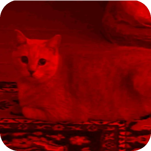 🐱 Стикер «ADHH» для Telegram