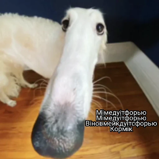 🐶 Стикер «Нісенітниця» для Telegram