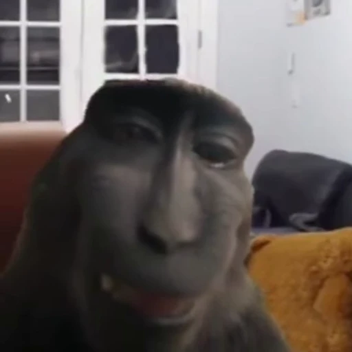 🐵 Стикер «Нісенітниця» для Telegram