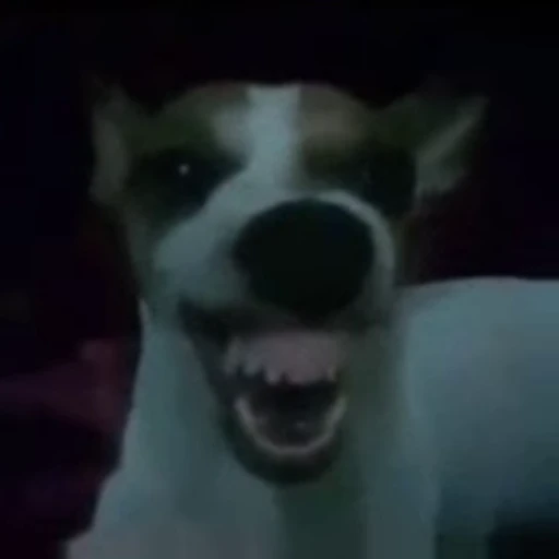 🐶 Стикер «Нісенітниця» для Telegram