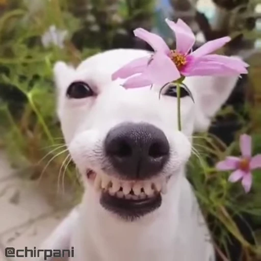🌸 Стикер «Нісенітниця» для Telegram