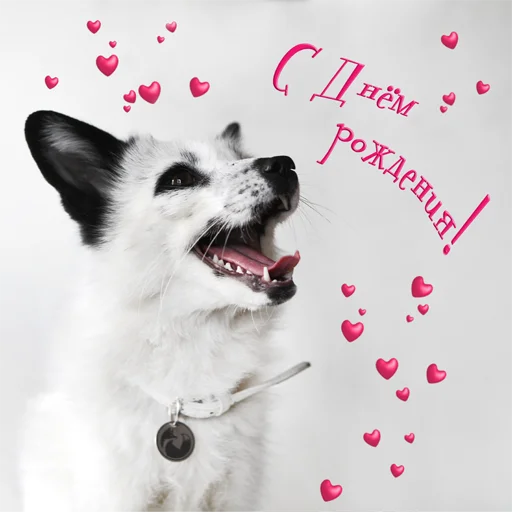 🎉 Стикер «Nixie_fox» для Telegram