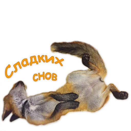 😴 Стикер «Nixie_fox» для Telegram