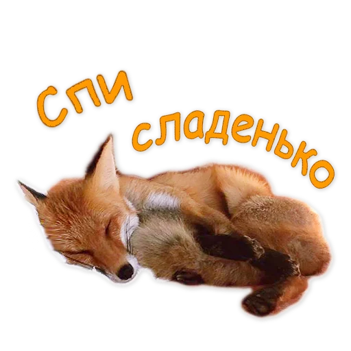 💤 Стикер «Nixie_fox» для Telegram