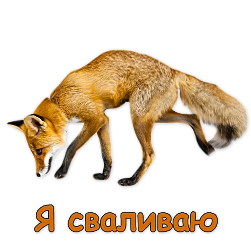 🏃‍♀️ Стикер «Nixie_fox» для Telegram
