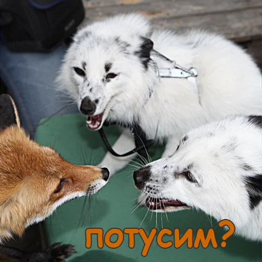 💃 Стикер «Nixie_fox» для Telegram