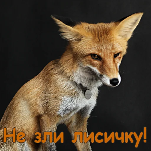 😡 Стикер «Nixie_fox» для Telegram