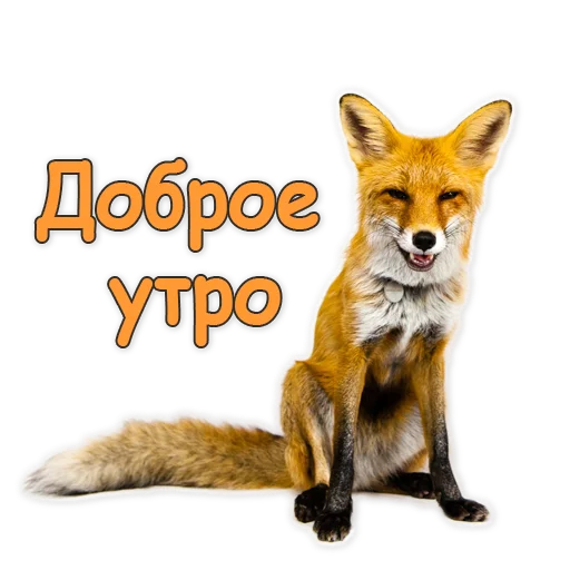 🌞 Стикер «Nixie_fox» для Telegram