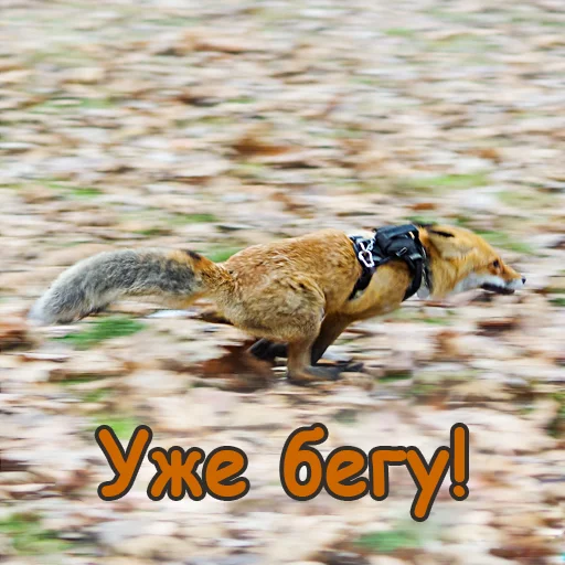 🏃‍♀️ Стикер «Nixie_fox» для Telegram