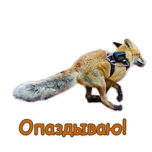 🏃‍♂️ Стикер «Nixie_fox» для Telegram