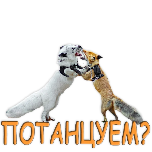 💃 Стикер «Nixie_fox» для Telegram