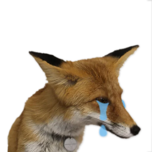 😩 Стикер «Nixie_fox» для Telegram