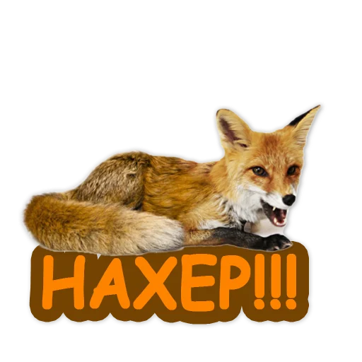 😠 Стикер «Nixie_fox» для Telegram