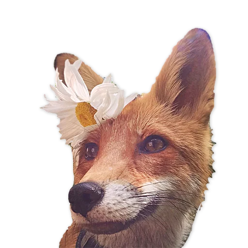 🥰 Стикер «Nixie_fox» для Telegram