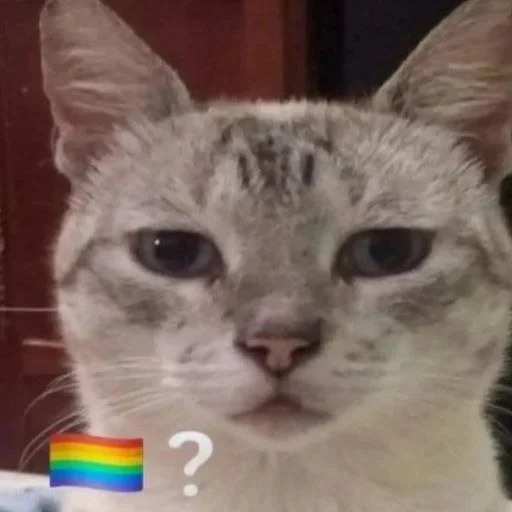 🏳️‍🌈 Стикер «No gays!» для Telegram