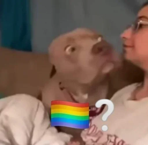 🏳️‍🌈 Стикер «No gays!» для Telegram