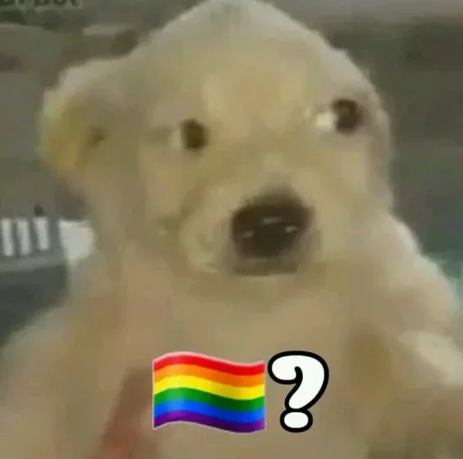 🏳️‍🌈 Стикер «No gays!» для Telegram