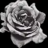 🥀 Эмодзи «noir» для Telegram
