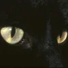 🐈‍⬛ Эмодзи «noir» для Telegram