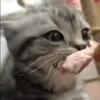 🐈‍⬛ Эмодзи «no name» для Telegram