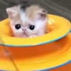 🐱 Эмодзи «no name» для Telegram