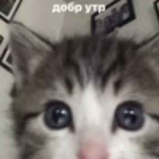 🌟 Эмодзи «no name» для Telegram