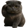 🫡 Эмодзи «Котик Нонг Дум» для Telegram